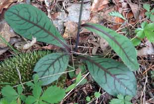Rattlesnake Weed distinctive leaves - Hieracium venosum in Washington Valley Park, Somerset NJ